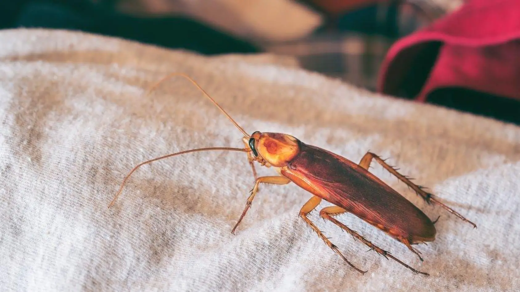 Unangenehme Urlaubsüberraschungen: Das hilft gegen Unge...