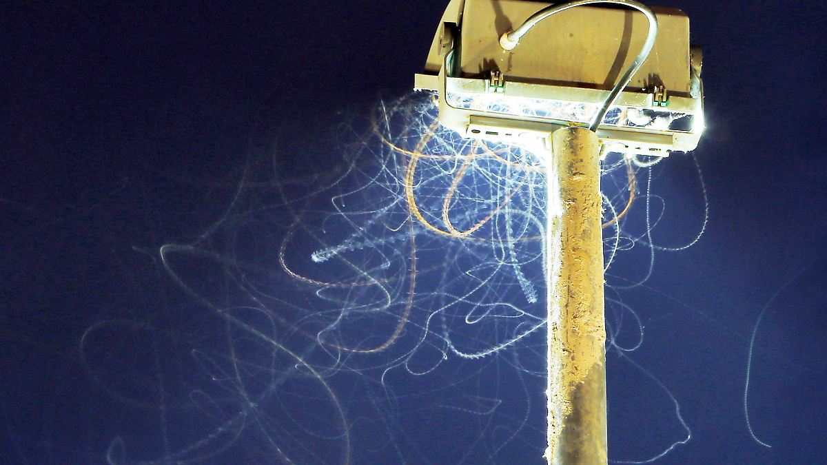 Studie-untersucht-Einfluss-von-Licht-auf-Mottenflug
