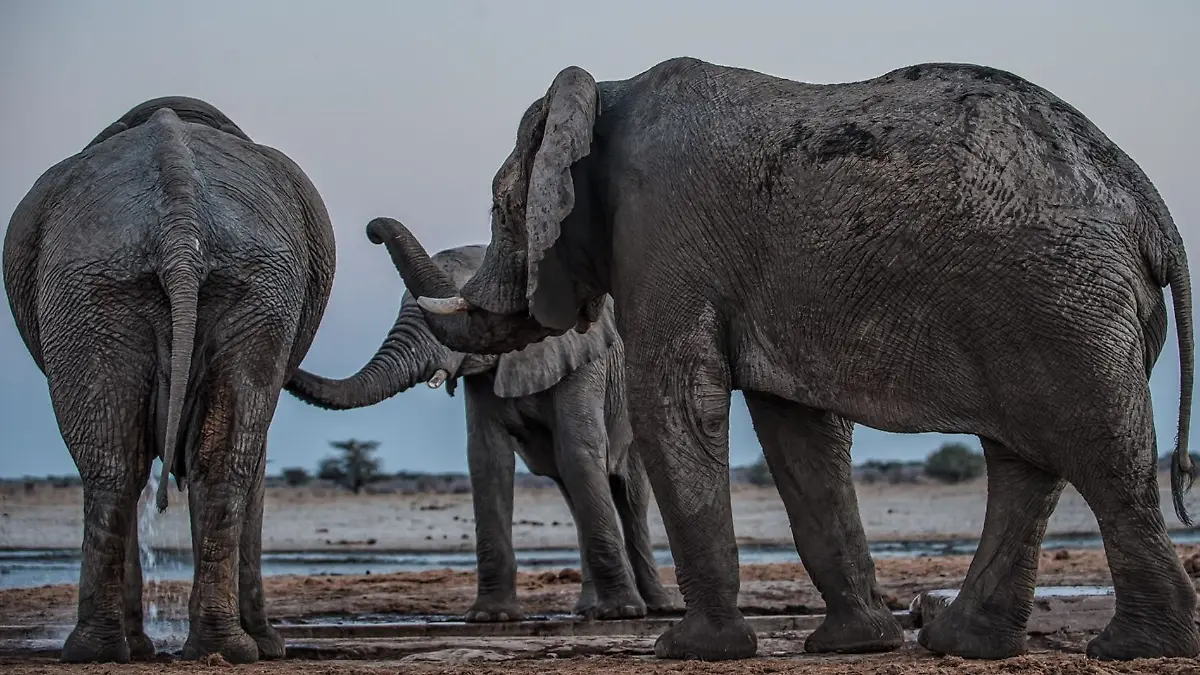 Drei Elefantenmännchen begrüßen sich am Mushara-Wasserloch in Namibia.