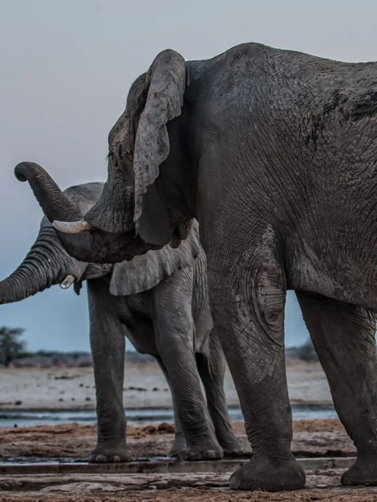 Bild zu: "Namibia lässt Hunderte wilde Tiere töten"