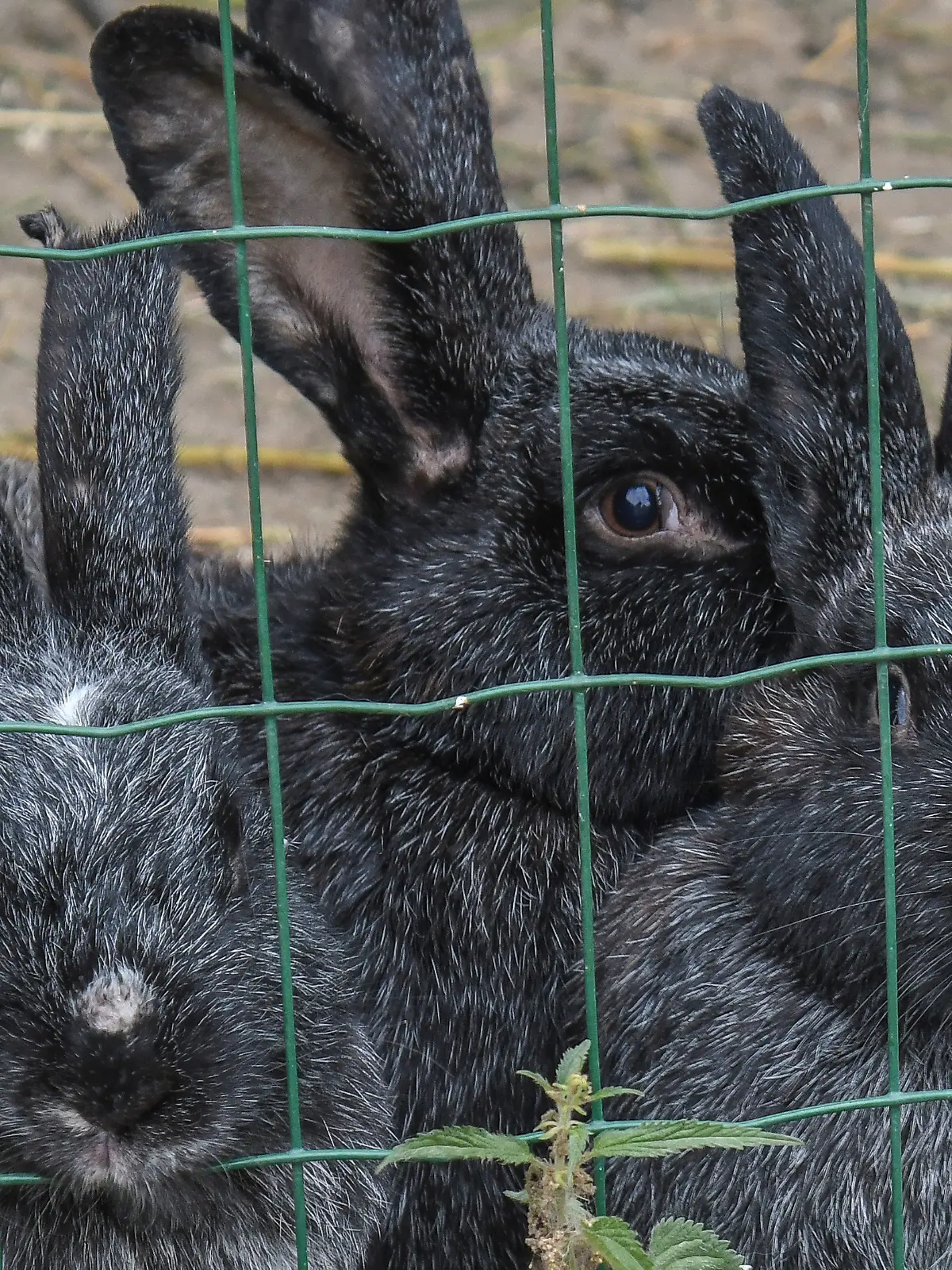 Bild zu: "250 Tiere von privatem Wohngrundstück gerettet"