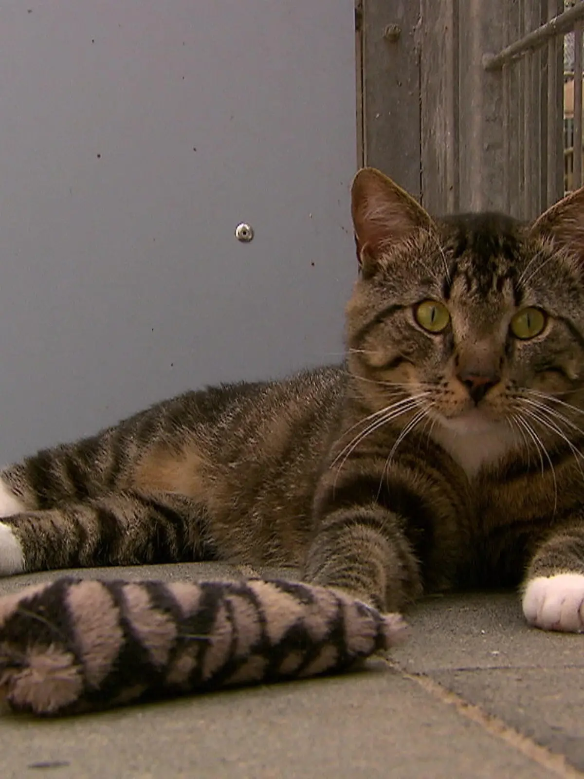 Bild zu: "Aggro-Kater aus Köln"