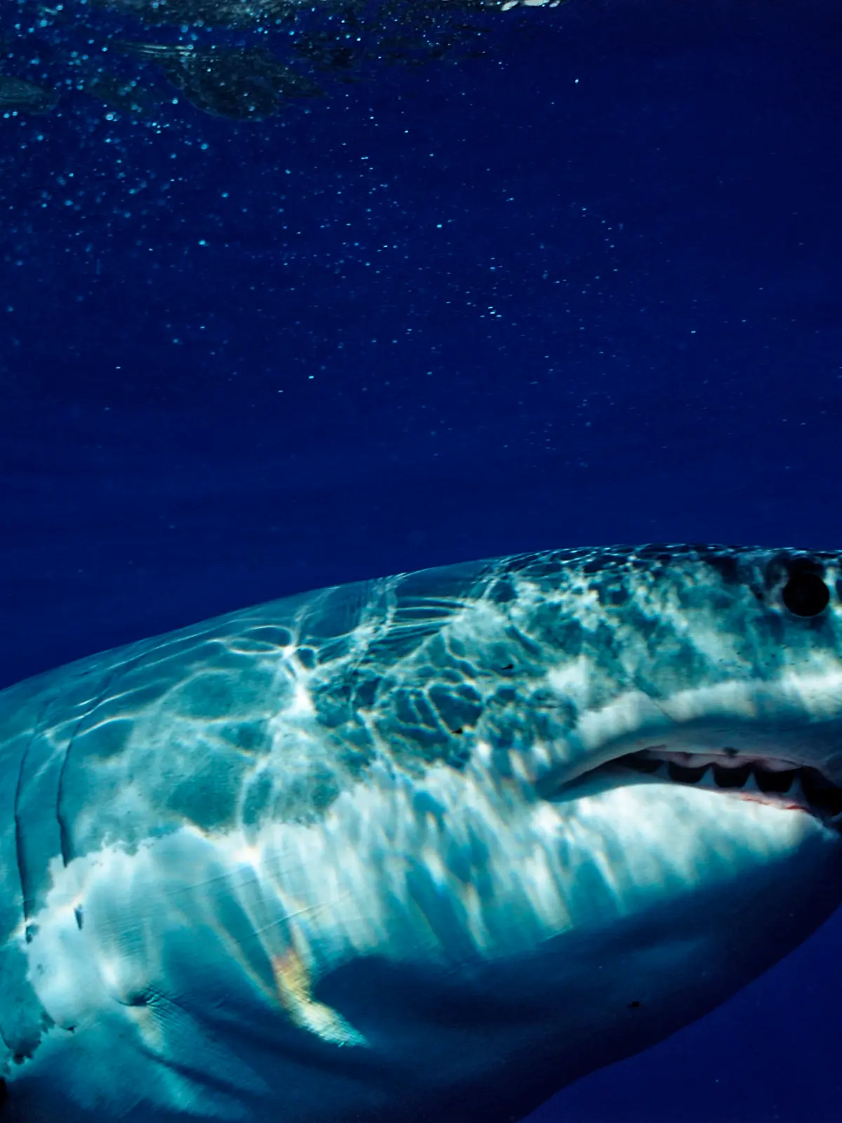 Weisser Hai, Carcharodon carcharias, Mexiko, Pazifischer Ozean, Guadalupe | Great White Shark, Carcharodon carcharias, Mexico, Pacific ocean, Guadalupe