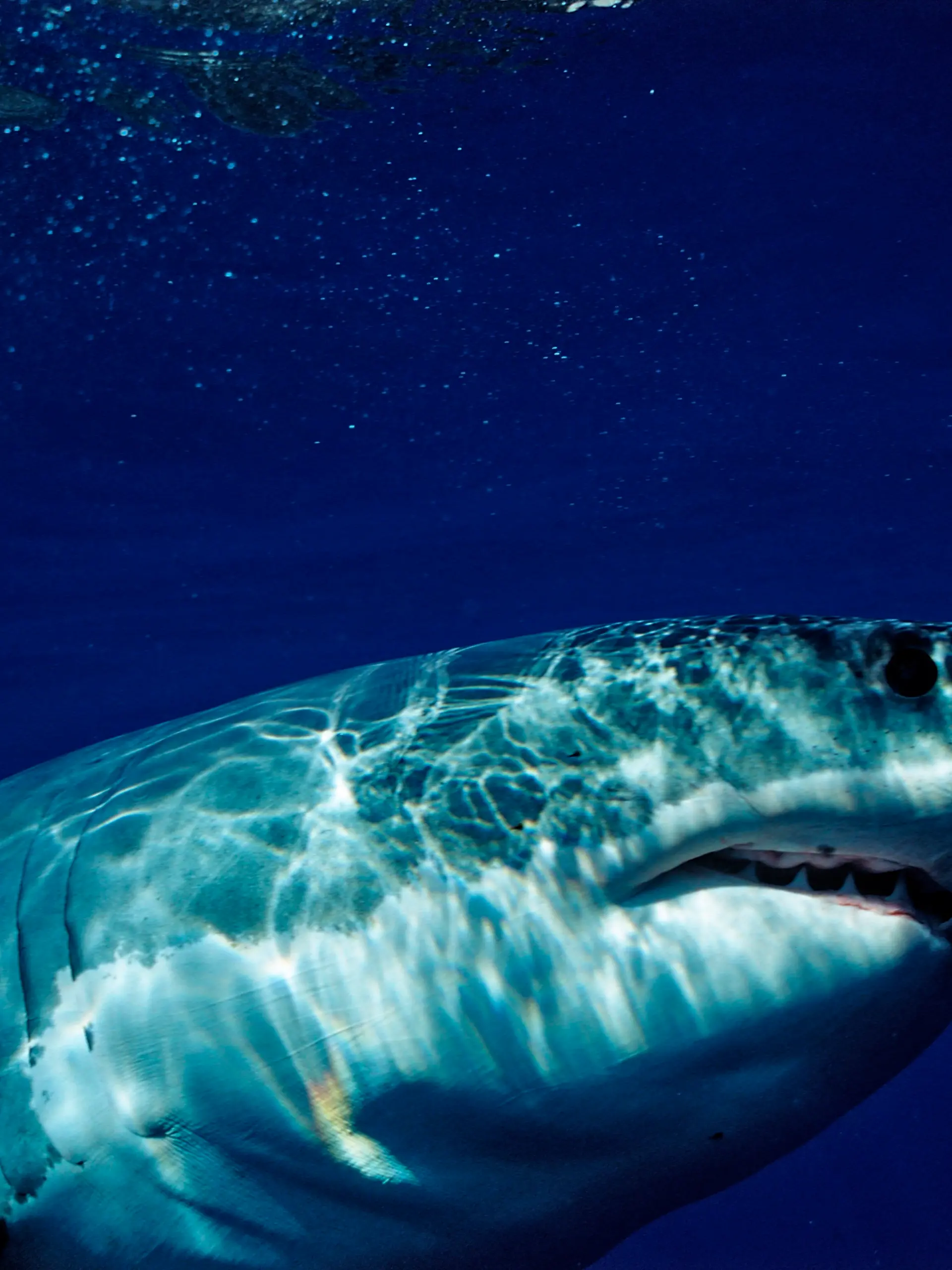 Weisser Hai, Carcharodon carcharias, Mexiko, Pazifischer Ozean, Guadalupe | Great White Shark, Carcharodon carcharias, Mexico, Pacific ocean, Guadalupe