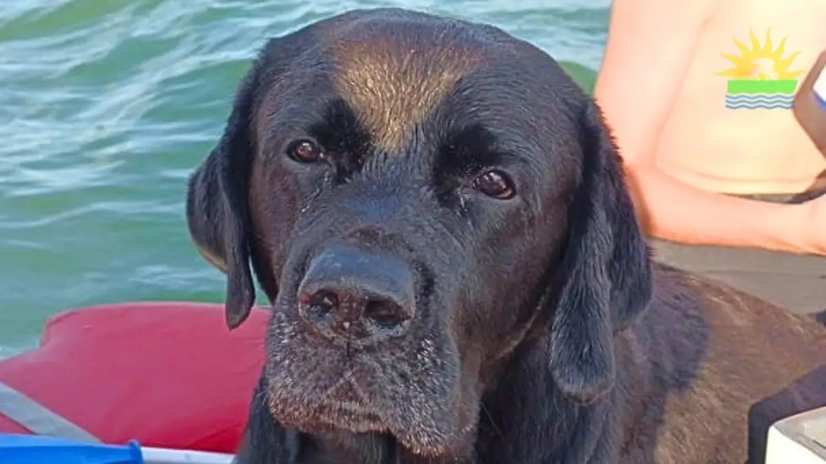 Labrador geht im Meer in Italien unter rettet sich nach FÜNF Stunden
