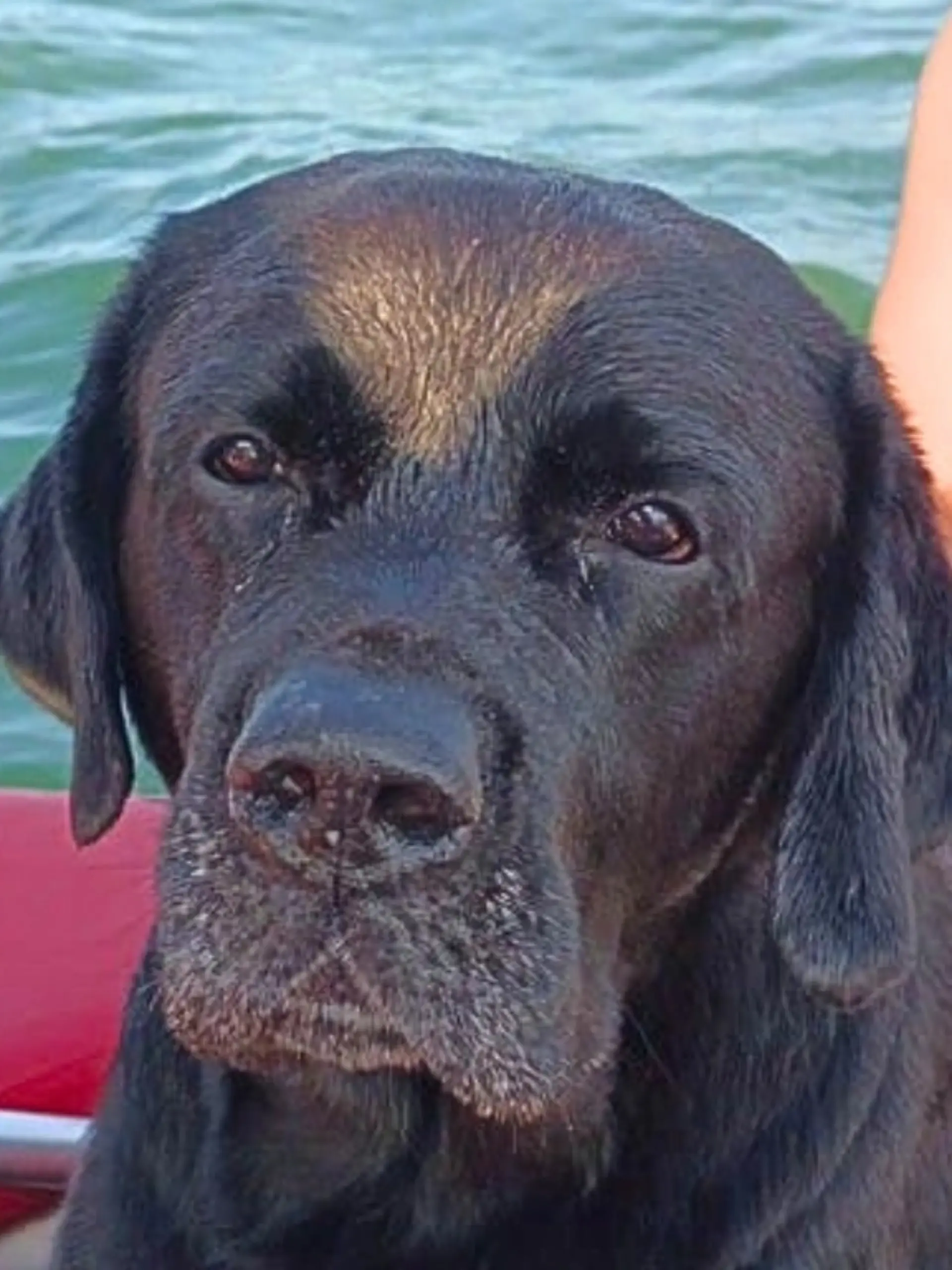 Bild zu: "Super Dog? Ziggy schwimmt sechs Kilometer ans Ufer!"