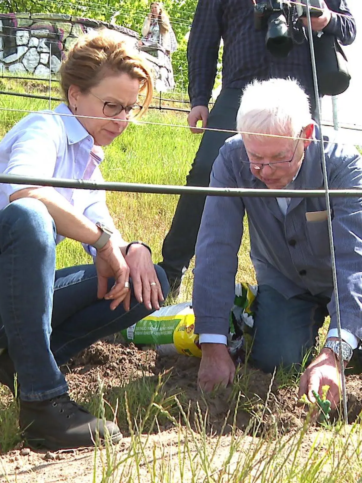 Bürgerschaftspräsidentin Carola Veit pflanz Wein am Hamburger Stintfang.