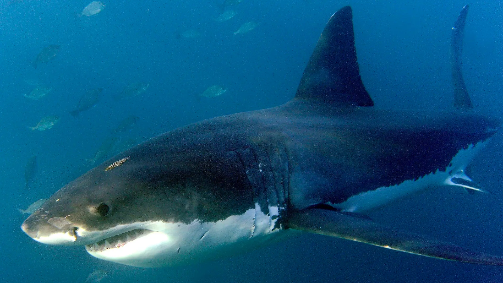 ARCHIV - 19.06.2010, Südafrika, Gansbaai: Ein großer Weißer Hai, aufgenommen im Indischen Ozean vor Gansbaai. (zu dpa: «Hai greift Surfer in Australien an - schwere Beinverletzung») Foto: Helmut Fohringer/EPA/dpa +++ dpa-Bildfunk +++