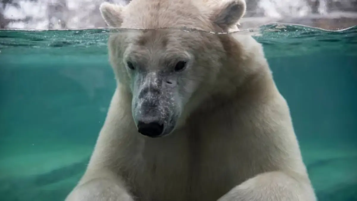 Eisbär Baffin 