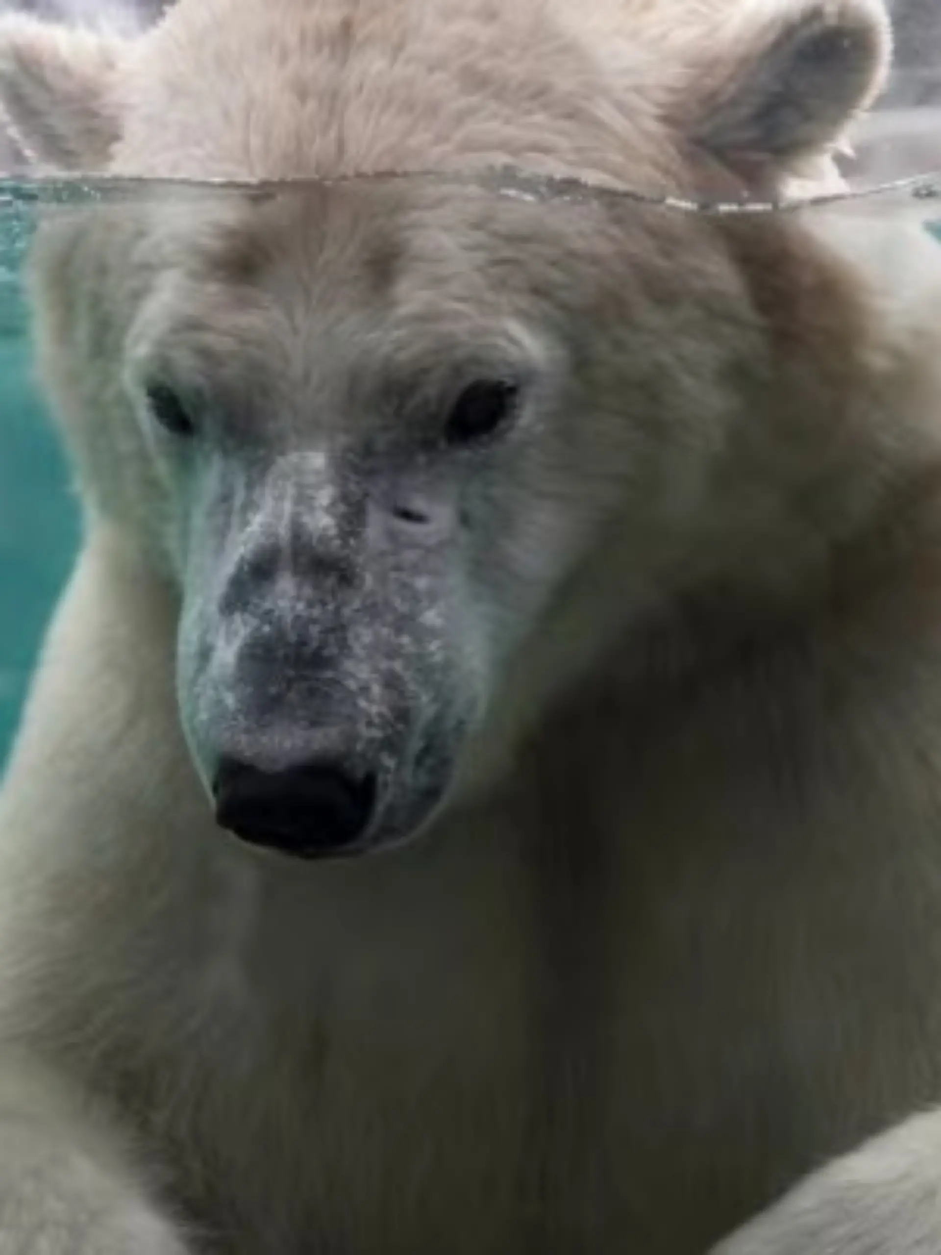 Eisbär Baffin 