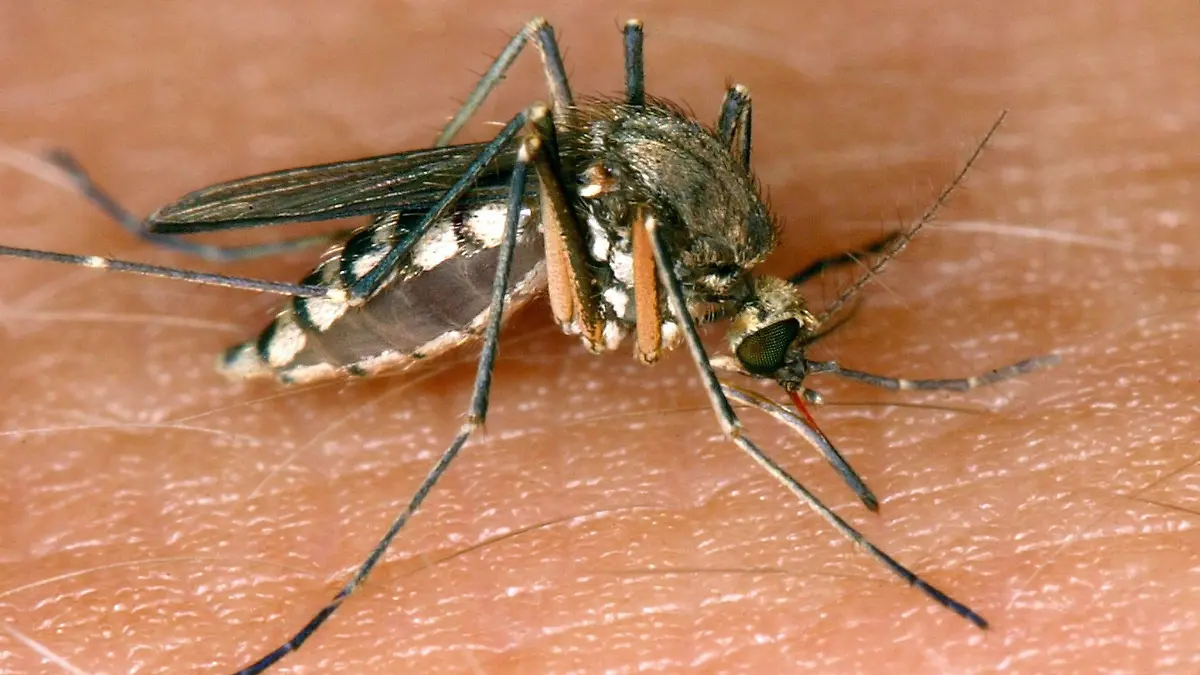Hauptsächlich wird das Virus von Stechmücken zwischen wildlebenden Vögeln übertragen. Mücken können aber auch Menschen damit infizieren. (Symbolbild).