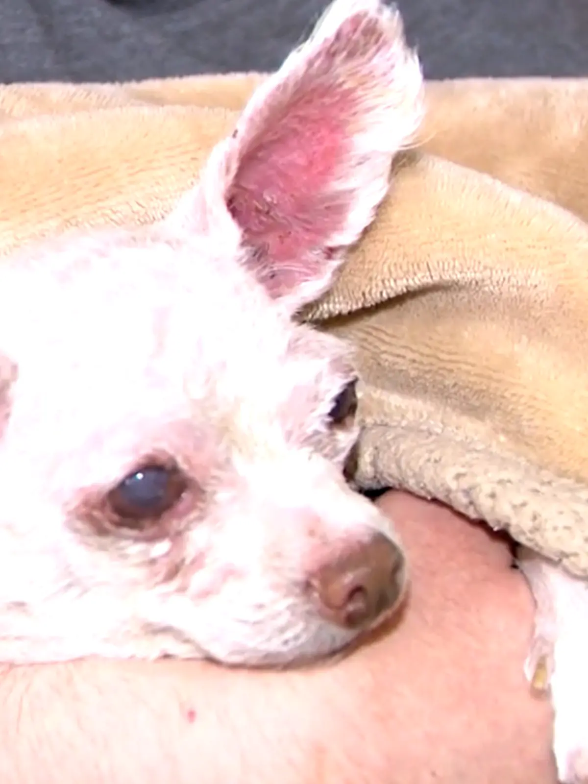Bild zu: "Chihuahua Gizmo wieder mit Frauchen vereint - so geht es ihm heute"