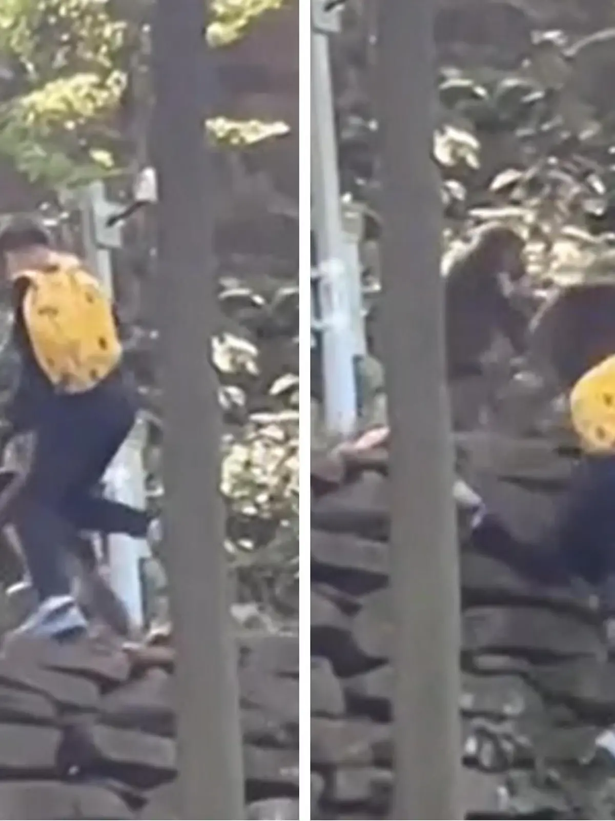 Bild zu: "Gemeine Affen-Attacke! Primaten schubsen Jungen Böschung runter"