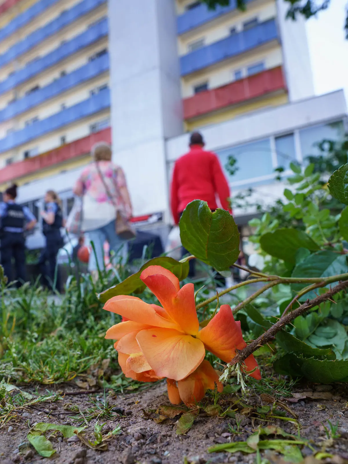 11.05.2022, Hessen, Hanau: Eine abgeschnittene Rose liegt an einem Hochhaus, nachdem die Spurensicherung der Polizei zum Zweck der besseren Suche die Blumen und Sträucher davor abgeschnitten hatte. In dem Gebäude war am Morgen ein totes Mädchen gefunden worden. Vor dem Haus lag auf der Straße ein schwer verletzter Junge, der später verstarb. Foto: Frank Rumpenhorst/dpa +++ dpa-Bildfunk +++