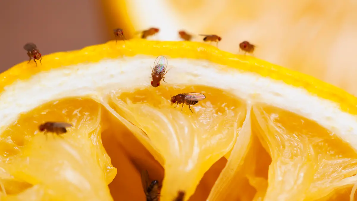 Fruit flies on squeezed lemon slice; see other similar images:
