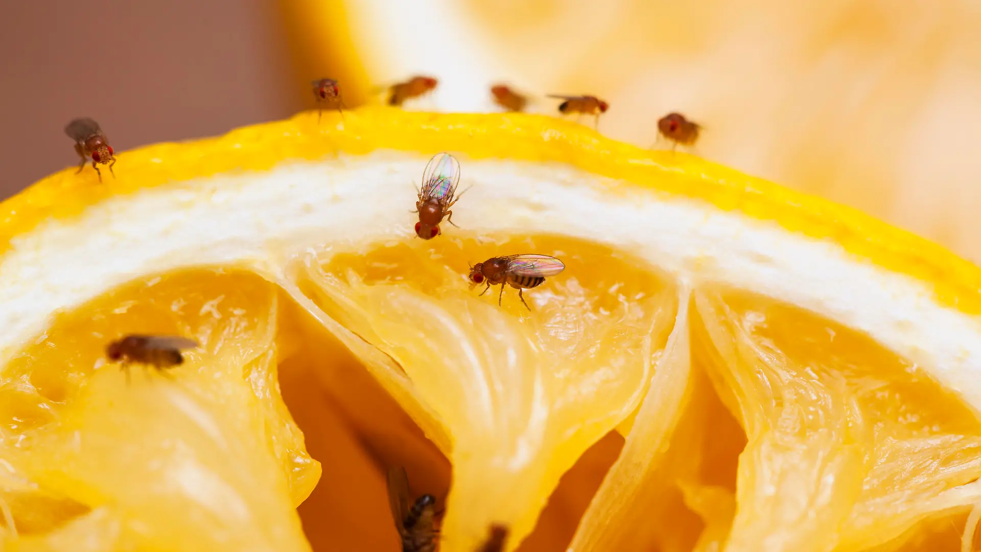 Fruit flies on squeezed lemon slice; see other similar images: