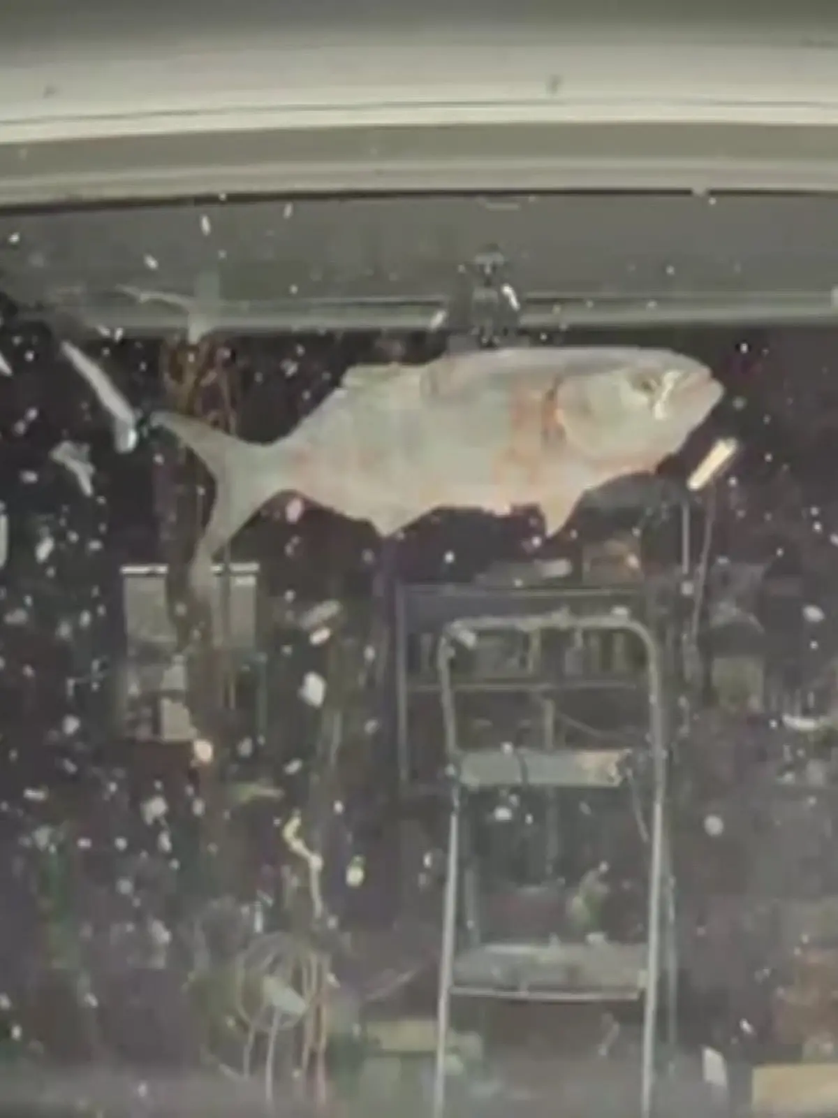 Der „fliegende Fisch” wird von einer Dashcam gefilmt