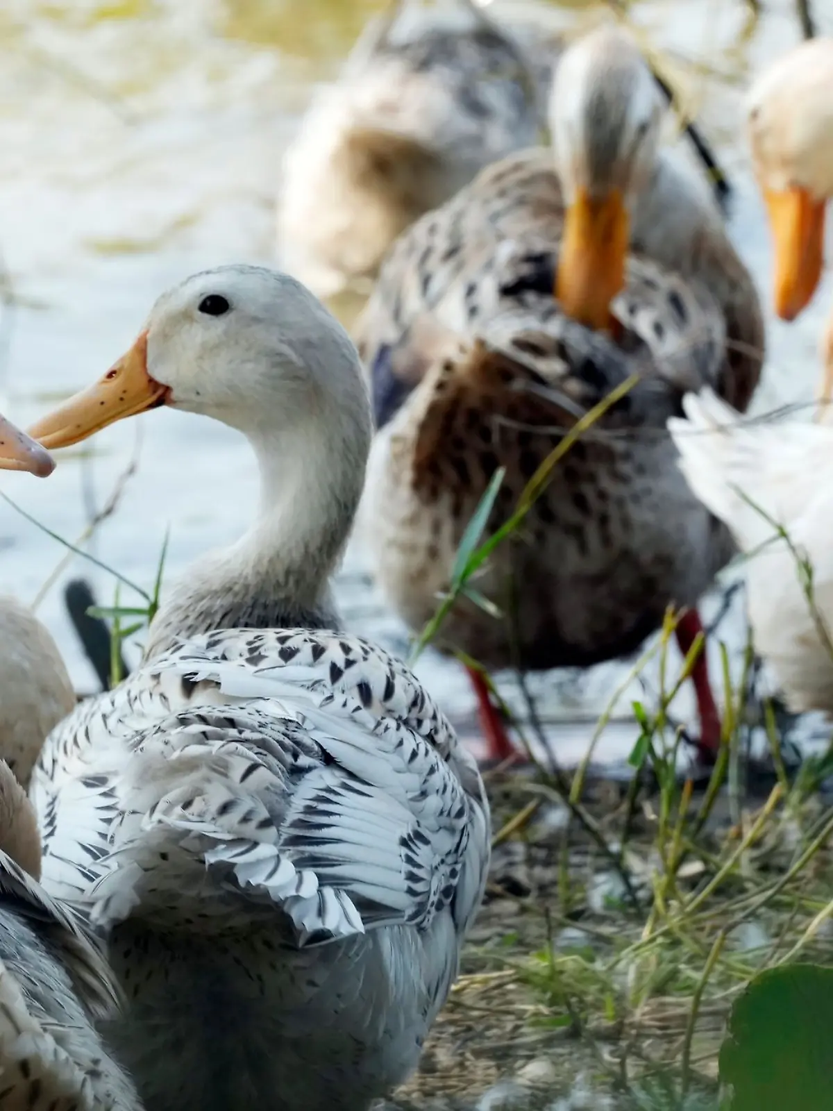 Bild zu: "Experte spricht von Pandemie-Gefahr! Immer mehr Vogelgrippe-Fälle in Asien"