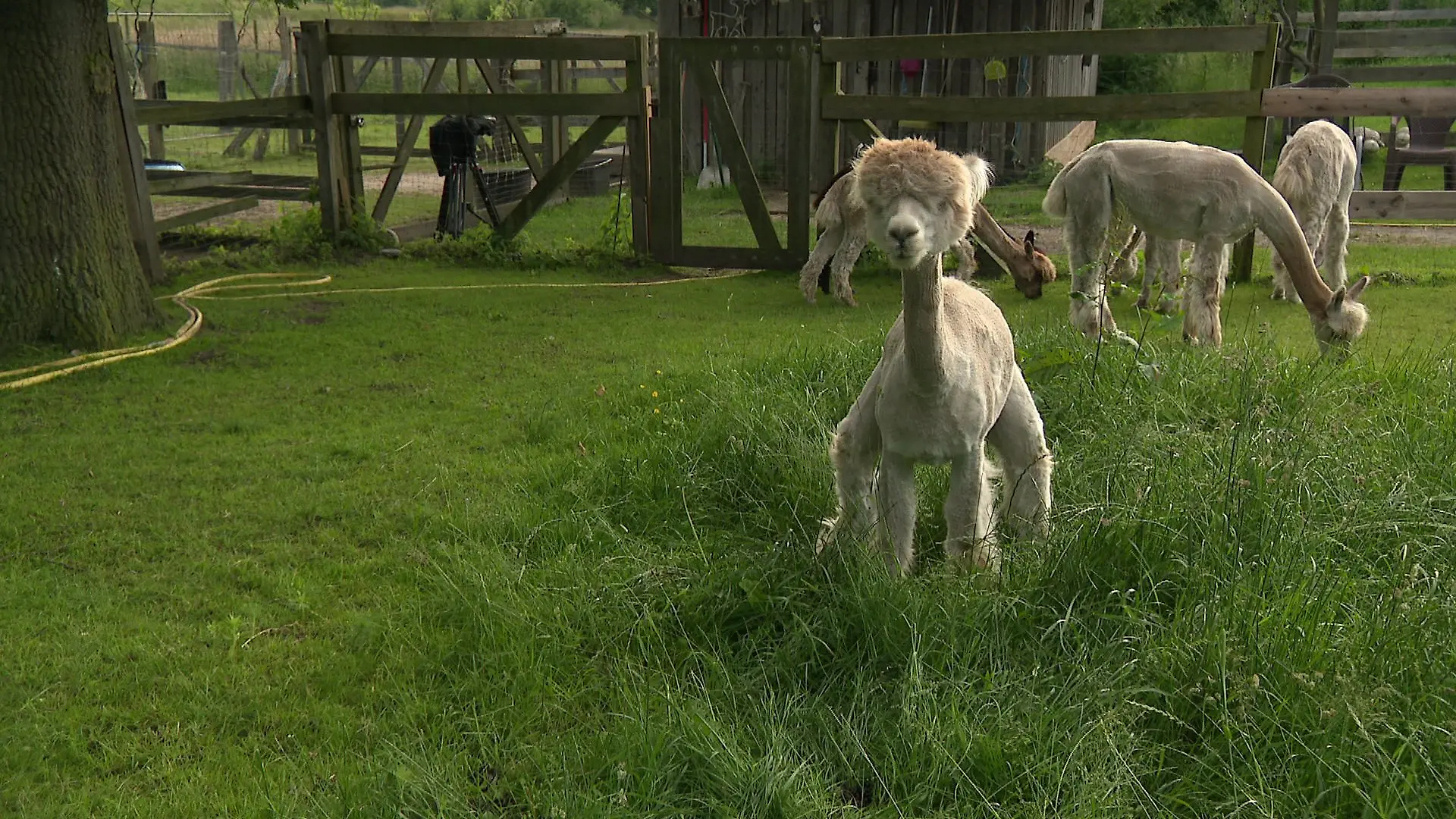 Die Fläche mit dem hohen Gras nutzen die Tiere als Toilette.