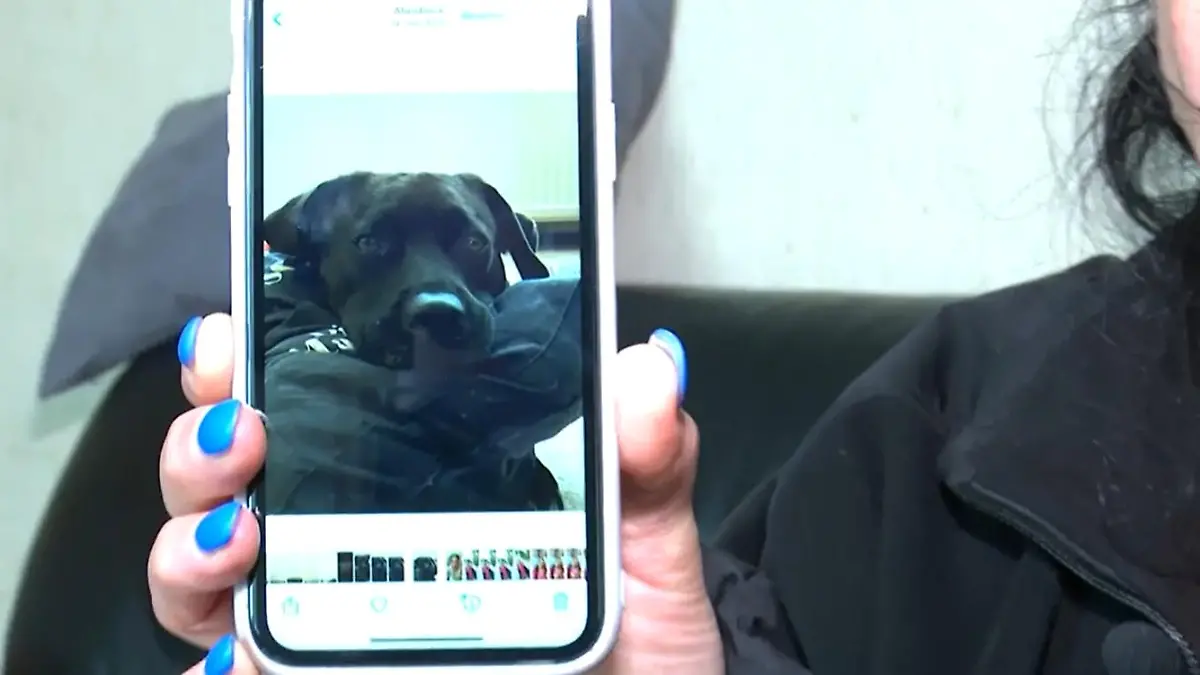 Der Labrador-Mischling ist von Kugeln getroffen und tödlich verletzt worden.