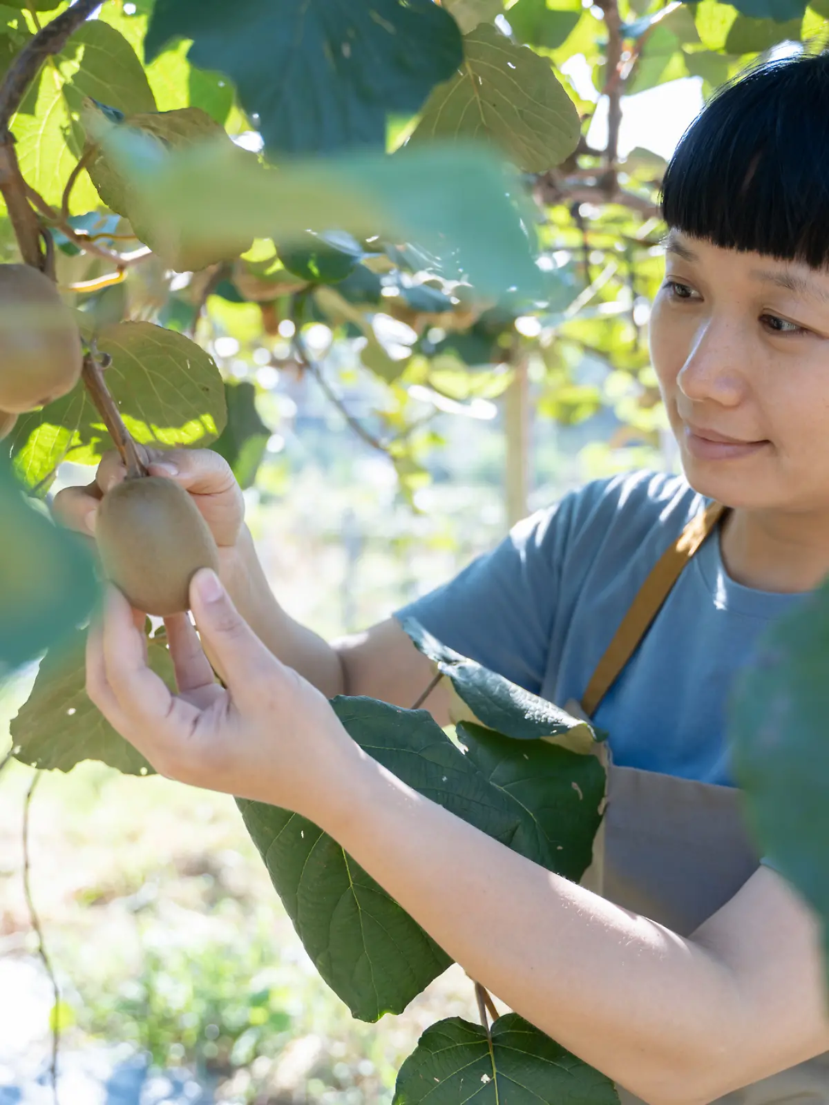 Eine Frau pflückt eine Kiwi vom Baum.