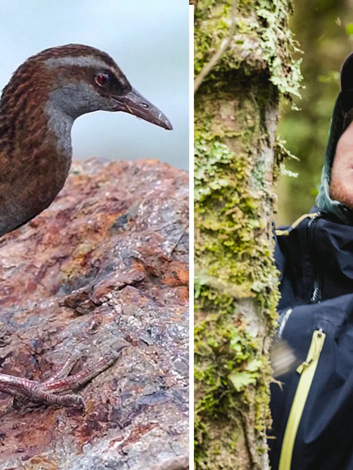 Bild zu: "Reality-Show-Teilnehmer tötet und isst geschützten Vogel"