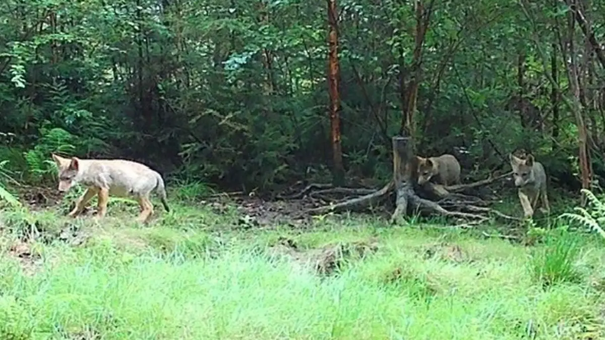Fotos von einer Wildkamera lassen Experten in Wolfsburg von einer Sensation sprechen: Erstmals sind demnach Wölfe dort nachgewiesen. (Handout)