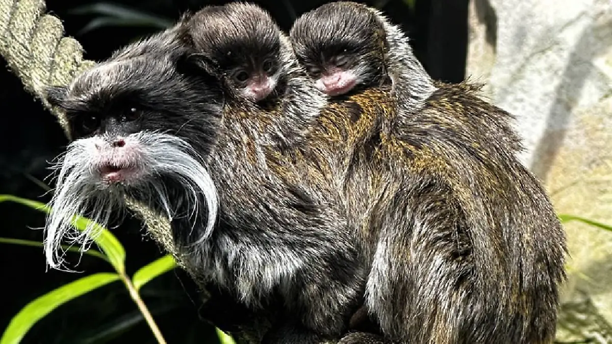 Im Zoo am Meer in Bremerhaven freuen sich alle über den Nachwuchs.