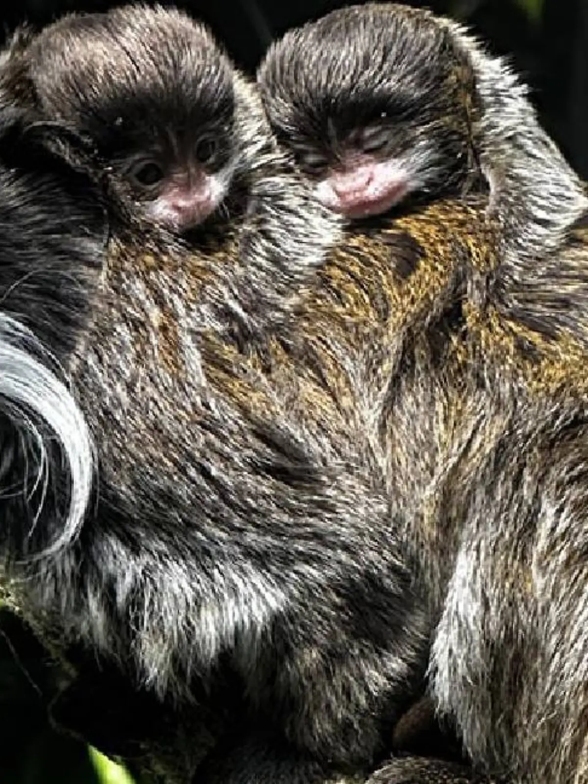 Im Zoo am Meer in Bremerhaven freuen sich alle über den Nachwuchs.