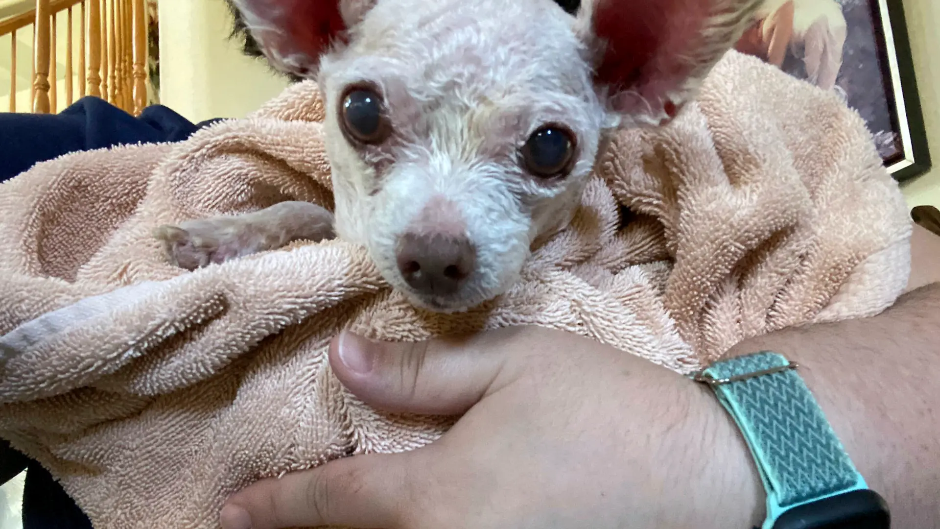 In this image provided by Judith Monarrez, her pet dog Gizmo is seen cradled in her arms, Sunday, July 21, 2024. Monarrez was reunited with the dog on July 17, 2024, more than nine years after it went missing in Las Vegas. (Judith Monarrez via AP)