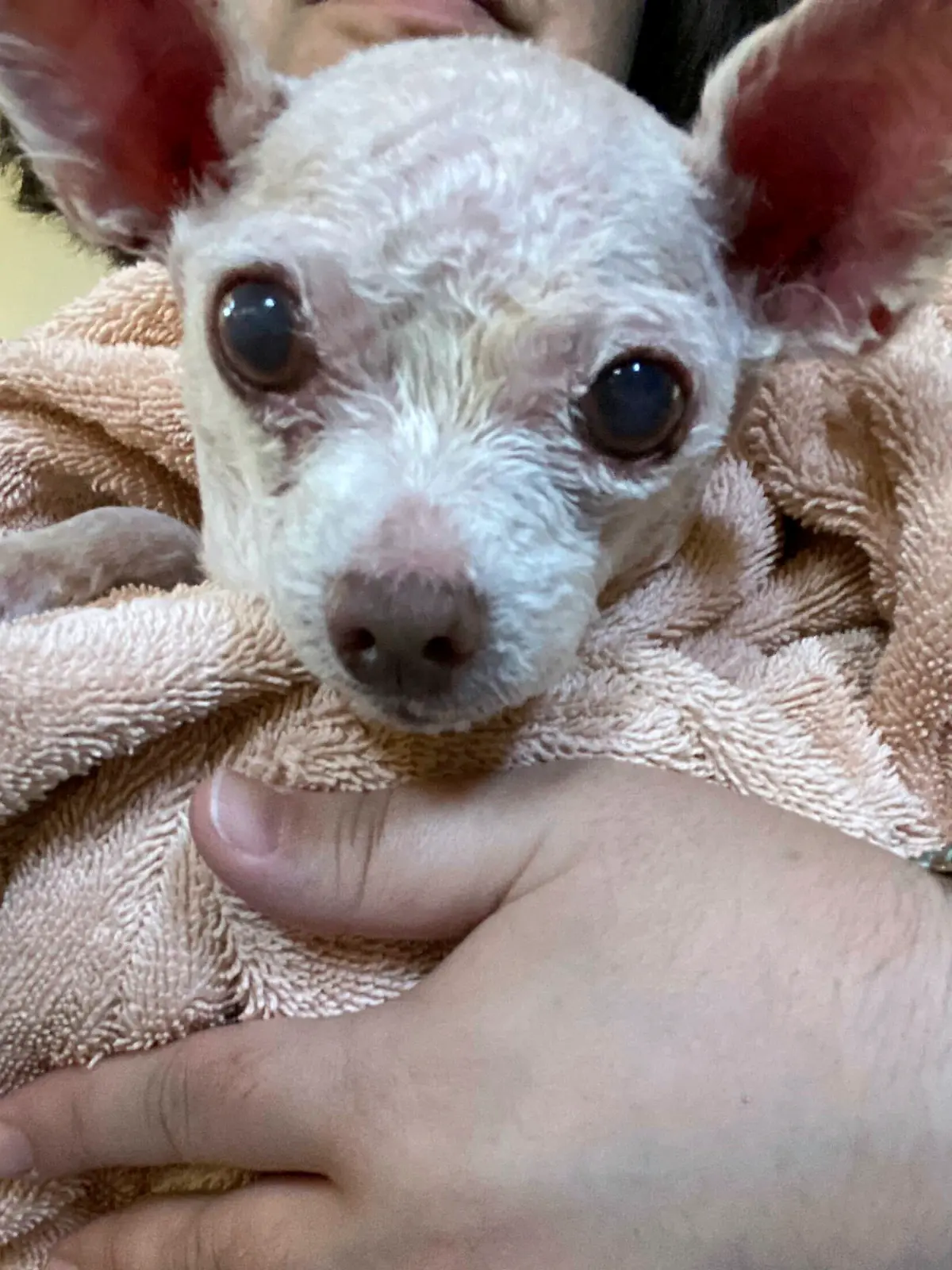 In this image provided by Judith Monarrez, her pet dog Gizmo is seen cradled in her arms, Sunday, July 21, 2024. Monarrez was reunited with the dog on July 17, 2024, more than nine years after it went missing in Las Vegas. (Judith Monarrez via AP)