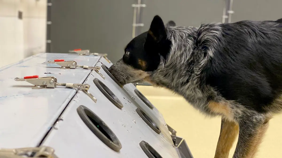 Hund erschnüffelt Post-Covid-Proben.