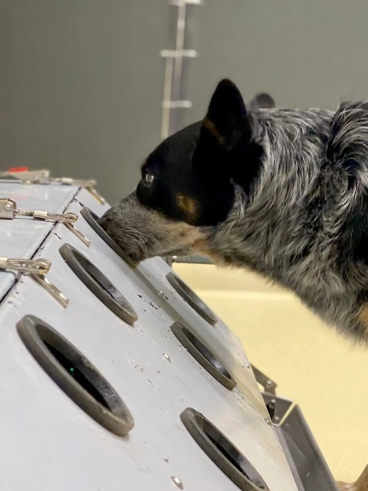 Hund erschnüffelt Post-Covid-Proben.