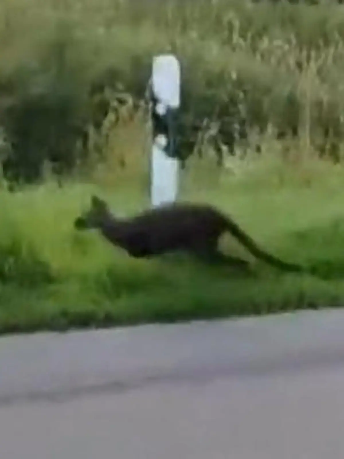 Bild zu: "Polizei fahndet nach ausgebüxtem Känguru"