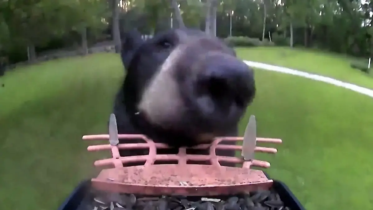 Tierischer Langfinger hat Bärenhunger