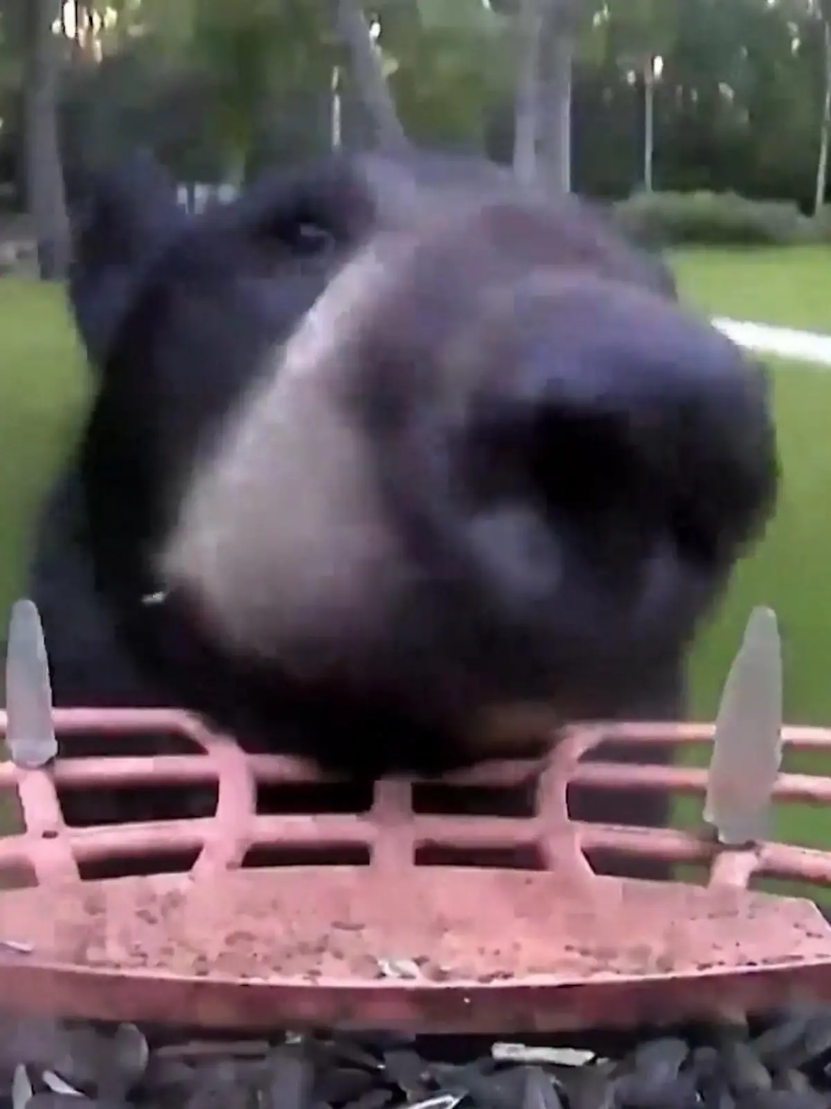 Statt nur zum Futter zu greifen, hat dieser Bär aus dem US-Bundesstaat Maine scheinbar Lust auf mehr. Der tierische Langfinger greift zu einem kompletten Vogelhaus. Aber dabei bleibt es nicht. Der Bär schnappt sich noch was ganz anderes... Was, das seht ihr im Video.