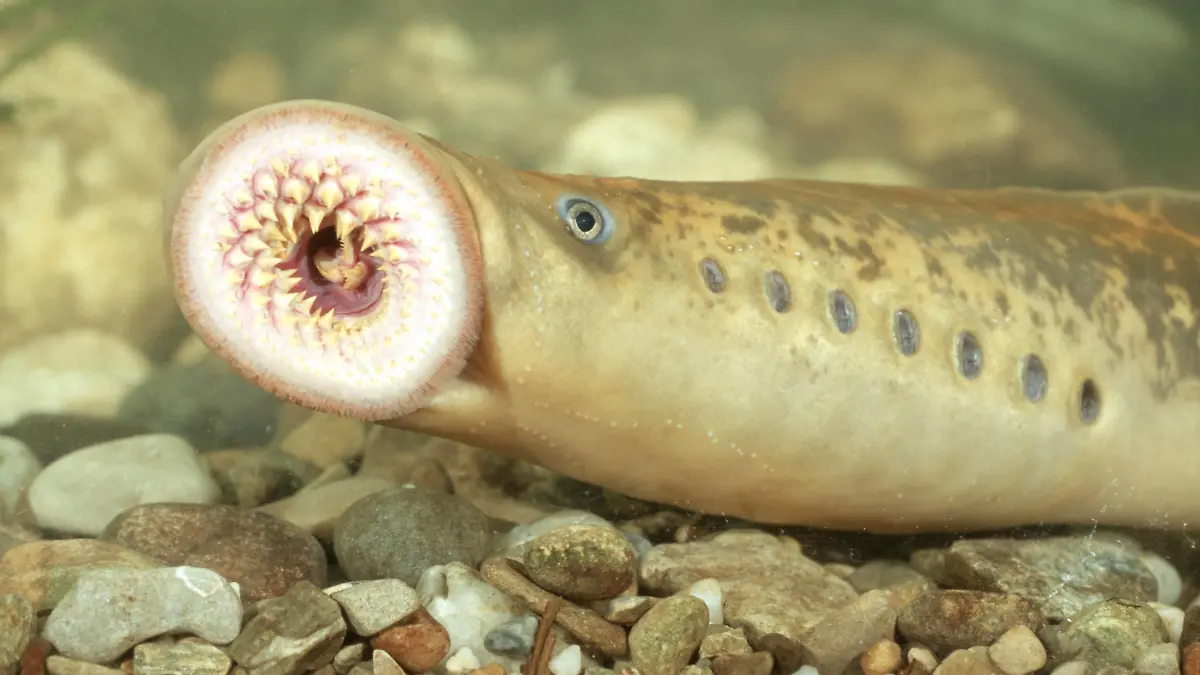 Meerneunauge (Petromyzon marinus), ueber Kies schwimmend, Deutschland, Baden-Wuerttemberg, Rhein | sea lamprey (Petromyzon marinus), swimming over gravel, Germany, Baden-Wuerttemberg