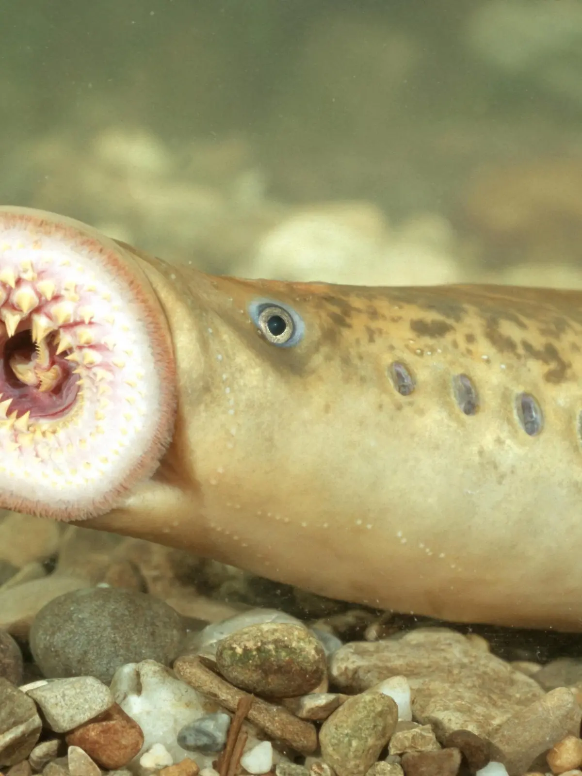Meerneunauge (Petromyzon marinus), ueber Kies schwimmend, Deutschland, Baden-Wuerttemberg, Rhein | sea lamprey (Petromyzon marinus), swimming over gravel, Germany, Baden-Wuerttemberg
