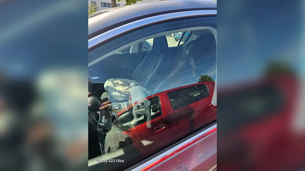 Hund in überhitztem Auto allein gelassen.