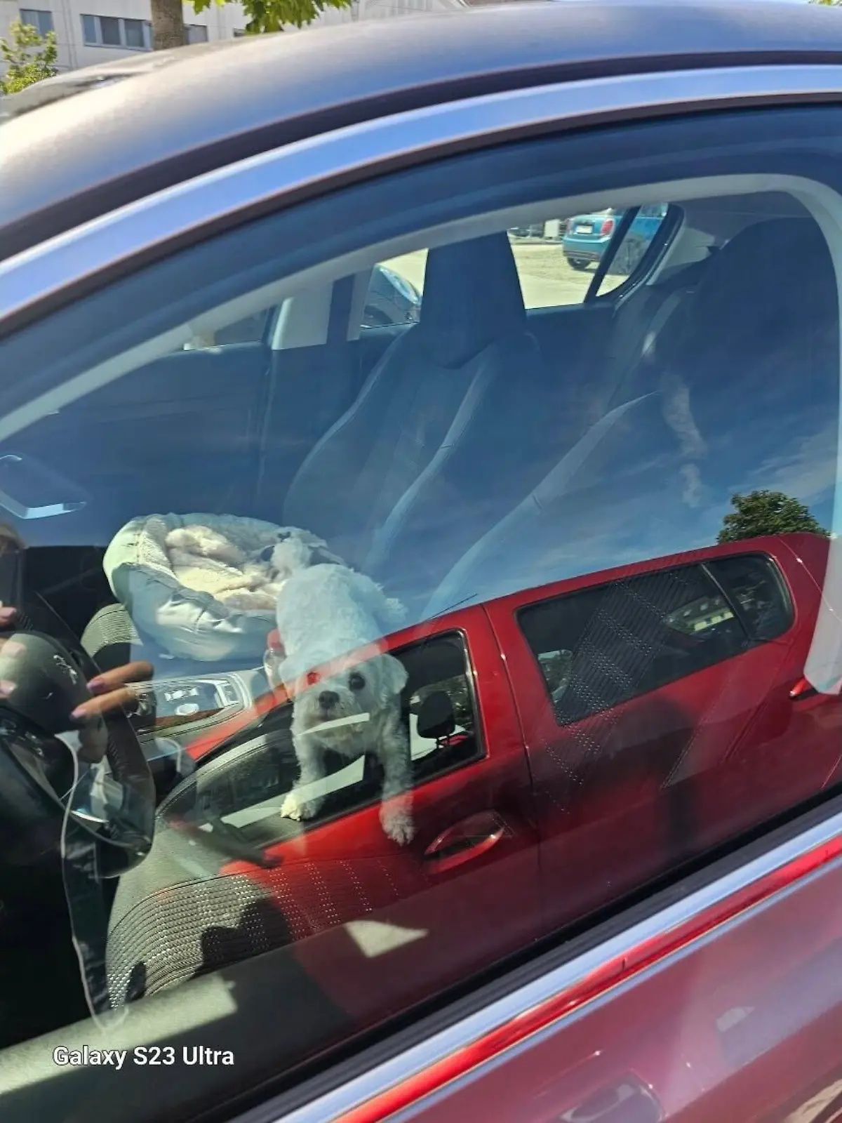 Bild zu: "Ex-Ministerin will Hund aus überhitztem Auto retten – Besitzer beleidigt sie übel"