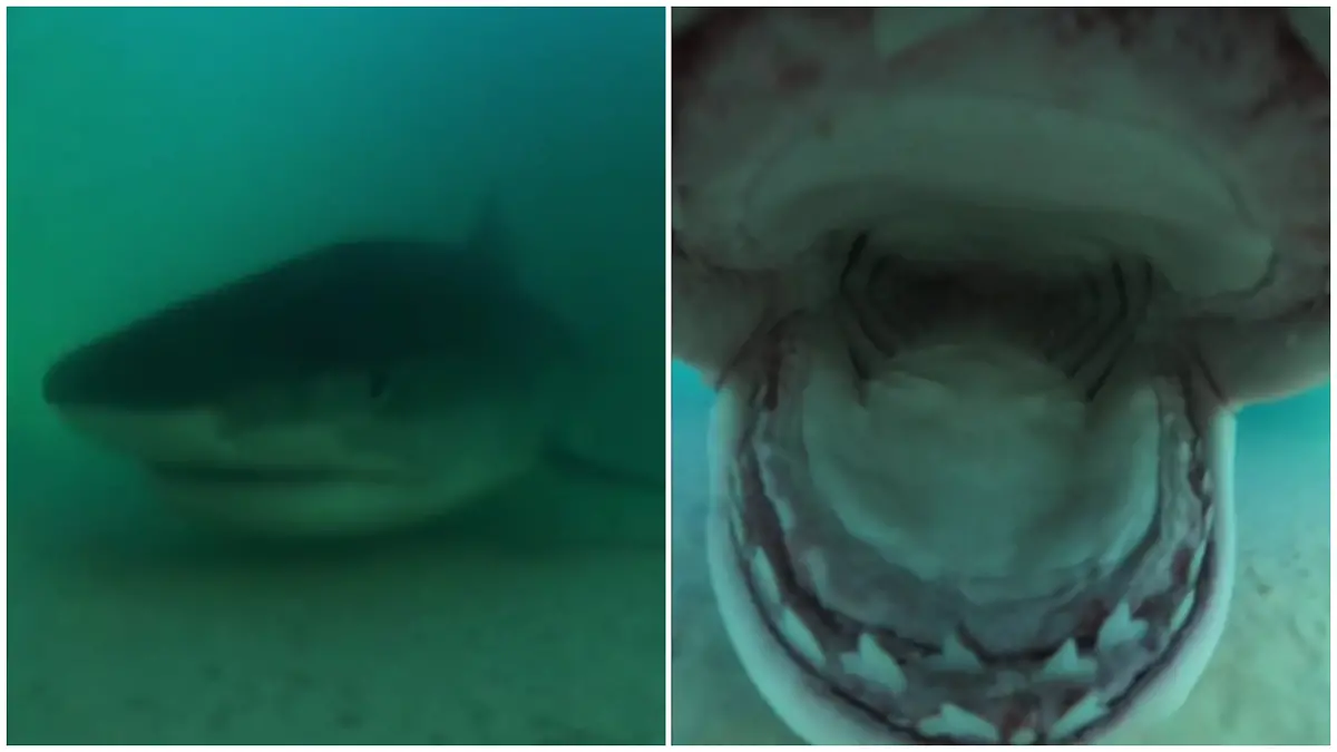 Angriff im Doppelpack! Tigerhaie wollen GoPro fressen