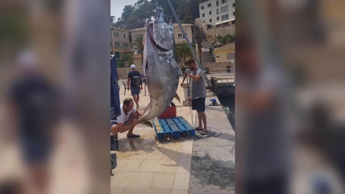 Fischer angeln Riesen-Thunfisch vor Mallorca.