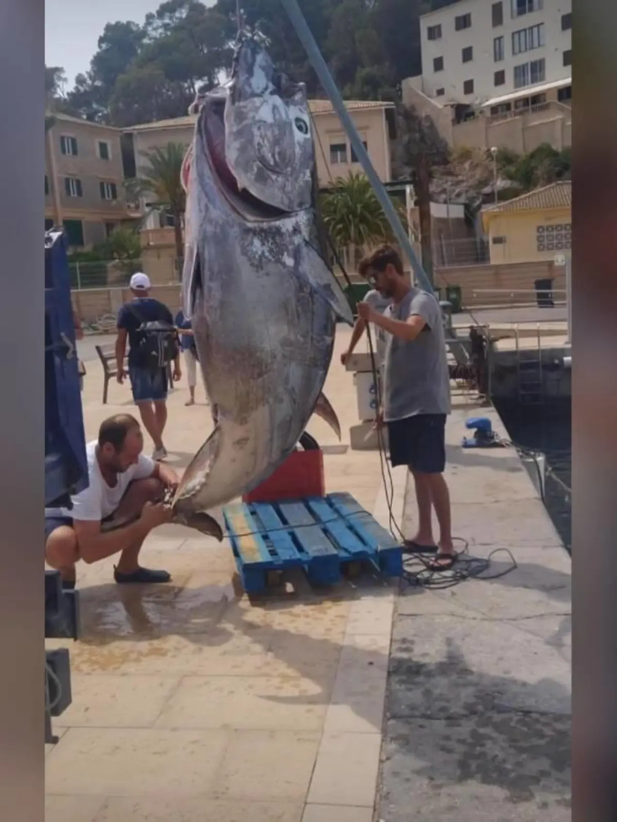 Fischer angeln Riesen-Thunfisch vor Mallorca.
