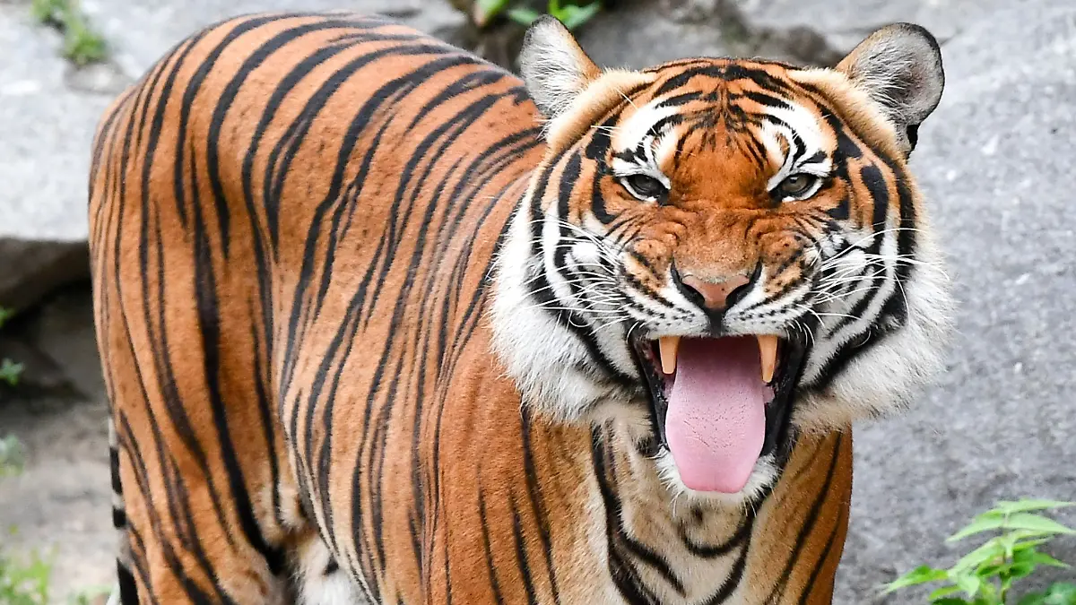 Der Tiger fällt die 56-Jährige an und zerfleischt sie (Symbolbild).