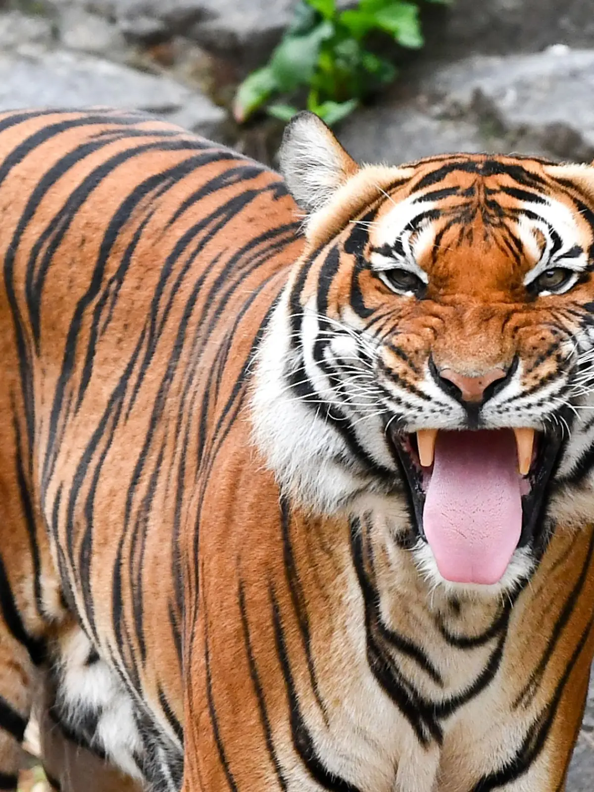 Der Tiger fällt die 56-Jährige an und zerfleischt sie (Symbolbild).