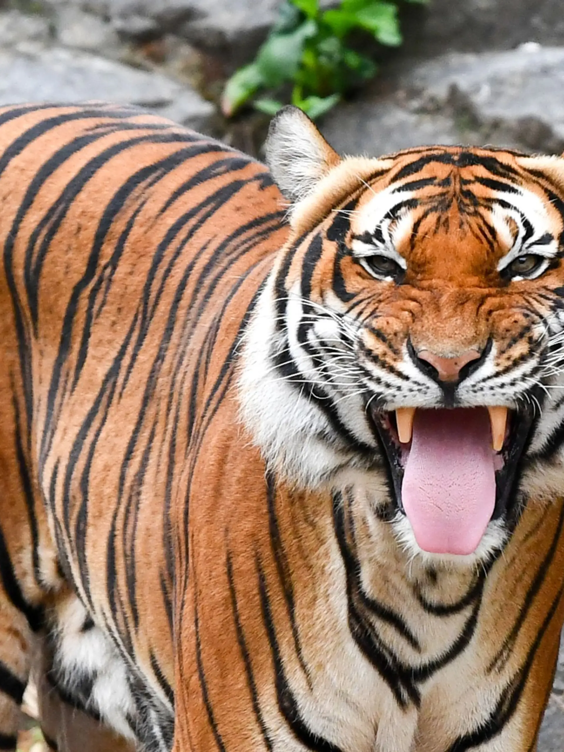 Der Tiger fällt die 56-Jährige an und zerfleischt sie (Symbolbild).