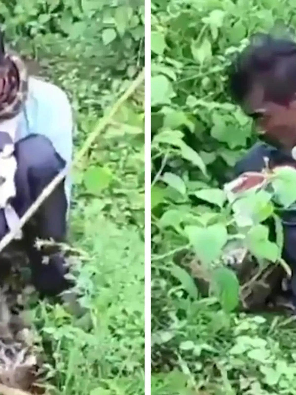 In Indien hockt sich ein Mann in den Wald, um sein Geschäft zu verrichten. Doch plötzlich schlängelt sich eine Netzpython um seinen Hals und bringt ihn in Lebensgefahr. Wie die brenzlige Situation ausgeht, seht ihr im Video!