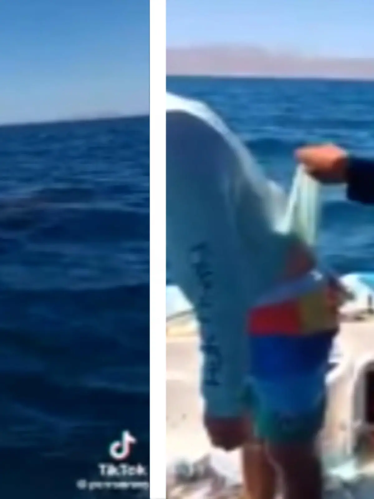 Dieser Mann hat wohl seine Angel vergessen und muss kreativ werden. Kurzerhand springt er mit seinem geöffneten Shirt ins Wasser und fängt sich jede Menge Fische auf einen Schlag!