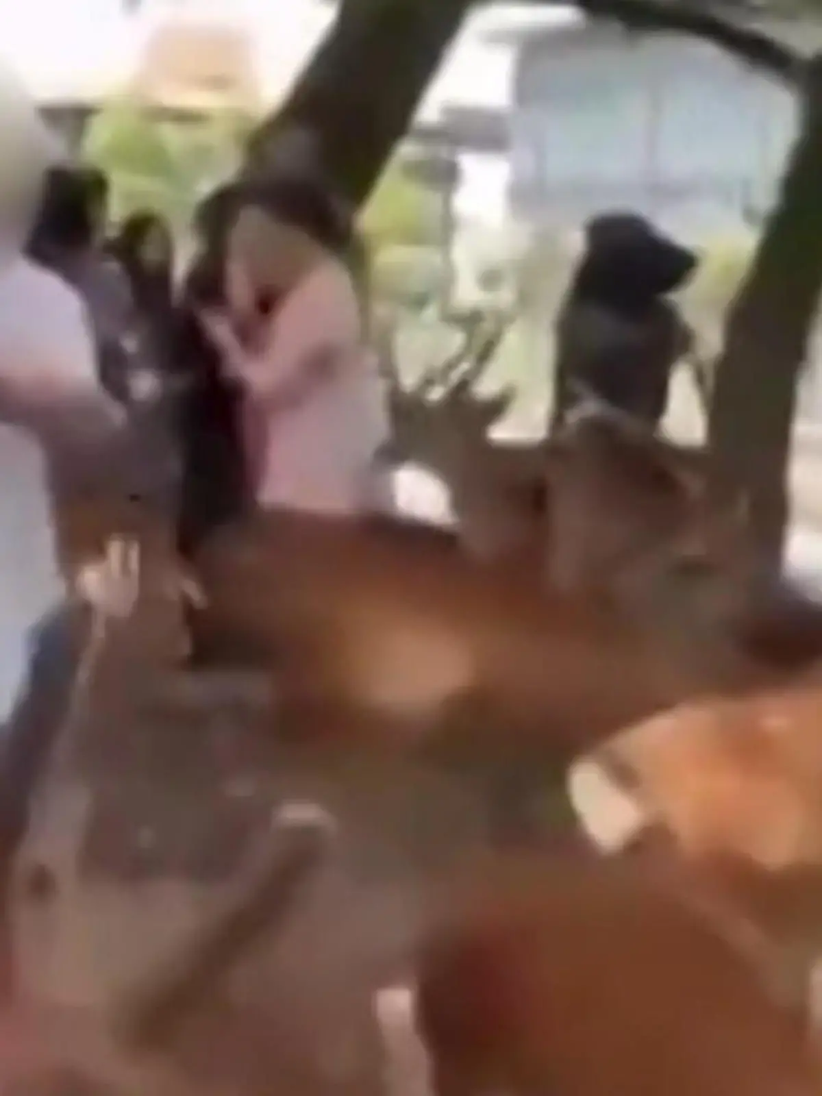 Ein chinesischer Tourist wird  bei seinem Besuch im japanischen Nara-Park  aggressiv - schlägt und tritt die Tiere.