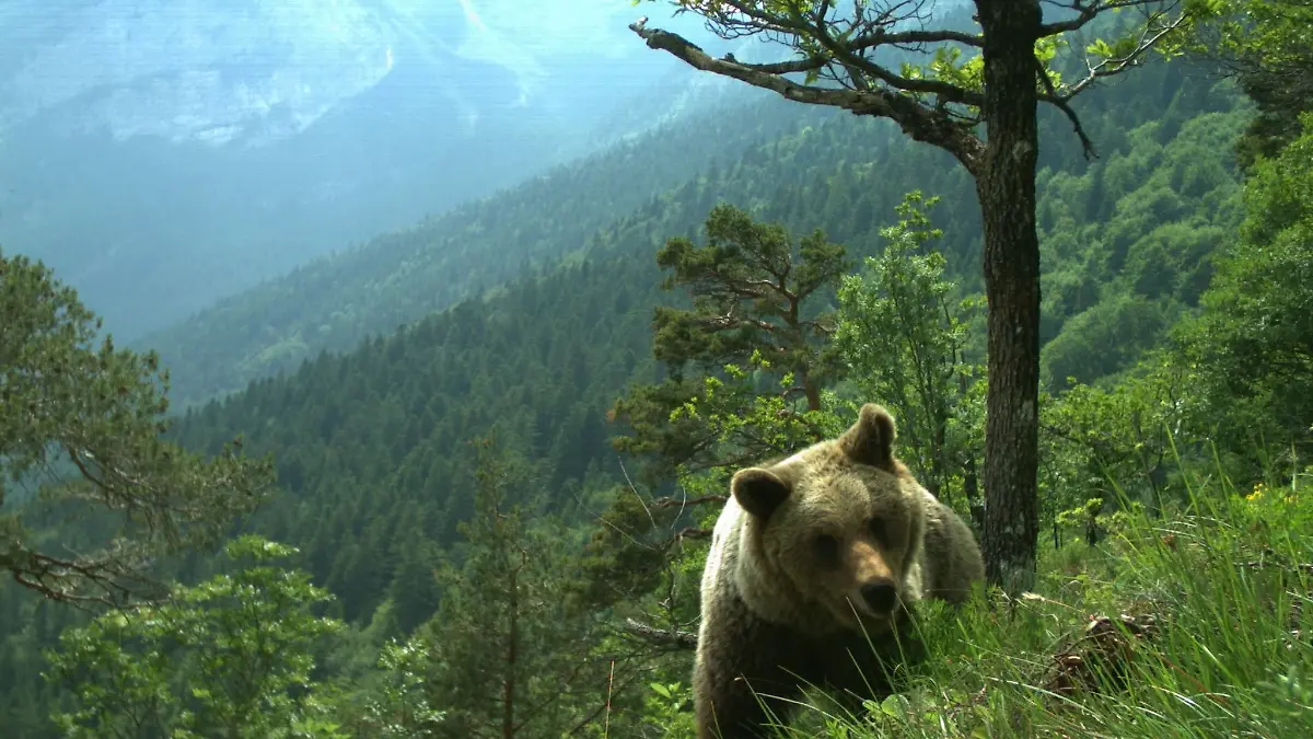 Vor drei Wochen ging eine Bärin im Trentino auf einen französischen Touristen los. Jetzt wurde sie erschossen. (Symbolfoto)